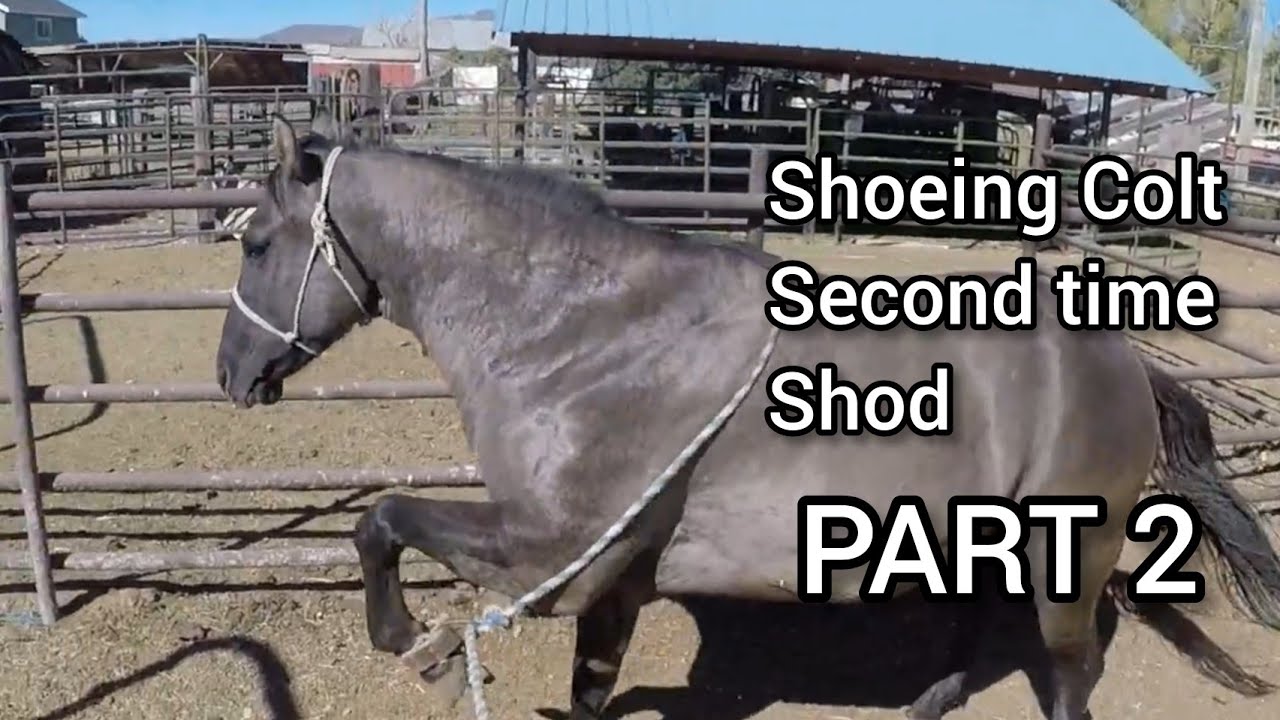 Shoeing Colt Second Time Shod Part 2 - RJF