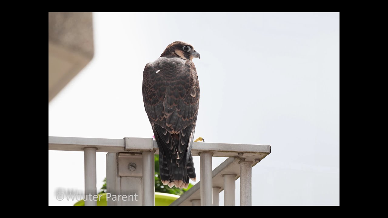 Eerst uitgevlogen jonge Zoetermeerse slechtvalk overleden na duikvlucht