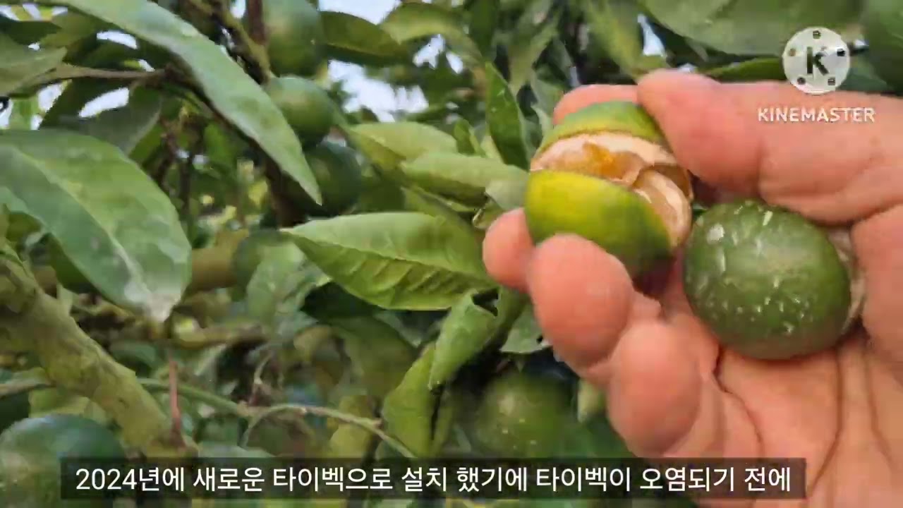 8월 하순 열과 안타깝네요