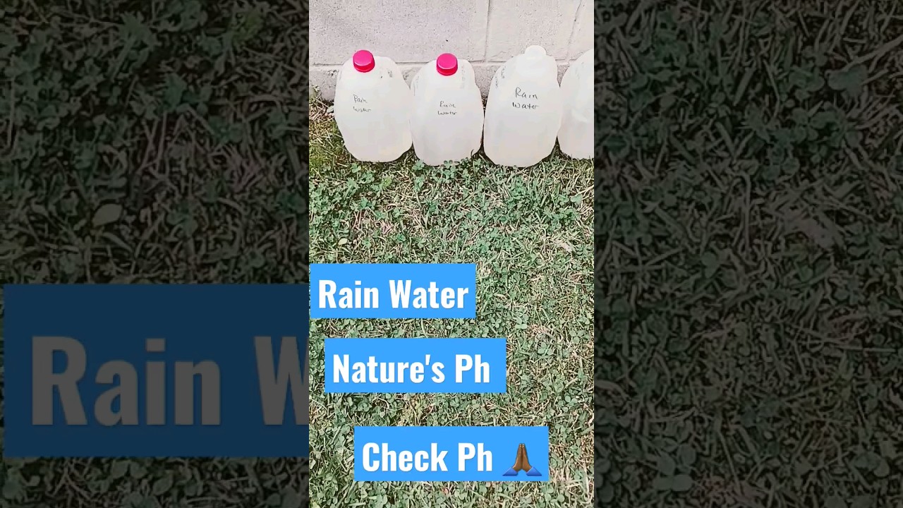 Rain Water is great for watering your cannabis indoors weed grows. #wateringweedgrow  #cannabiswater