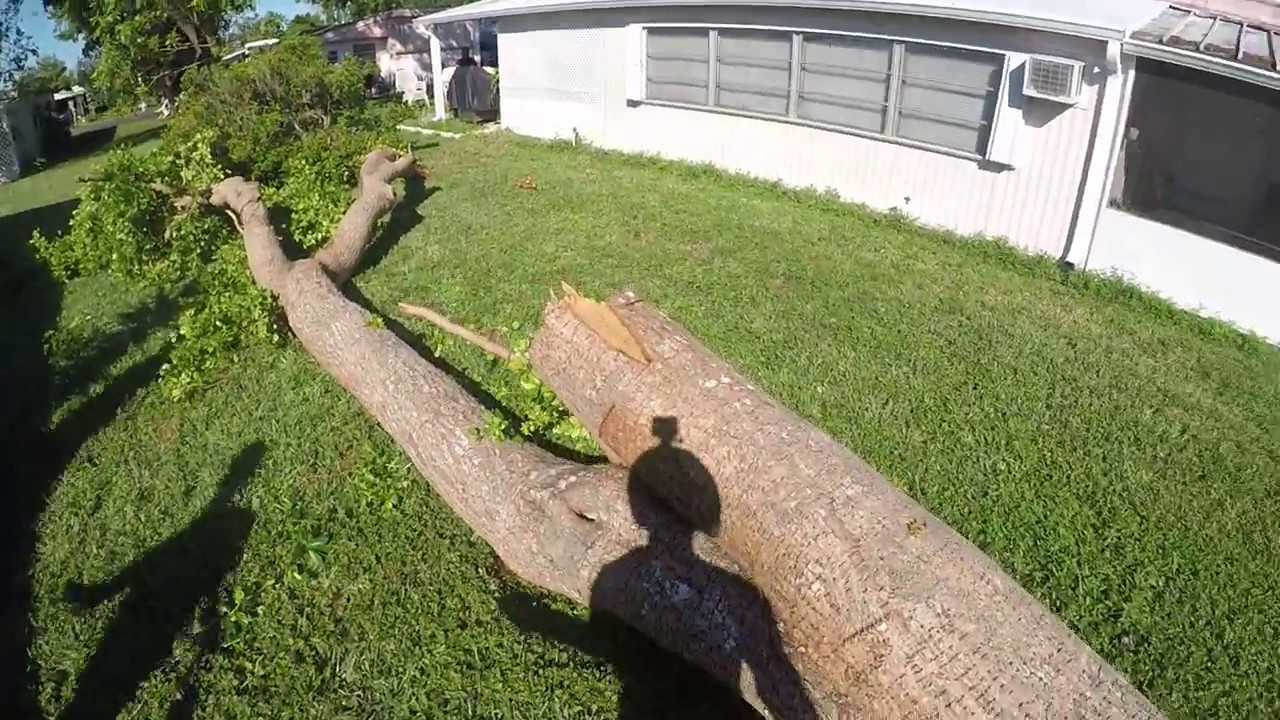 Stihl ms362cm felling a storm damaged black olive