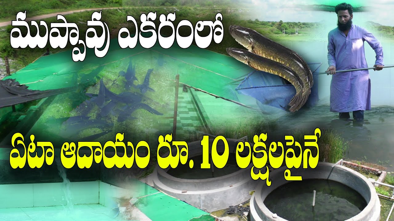 కుంటలు, ట్యాంకుల్లో కొరమేను పెంపకం || Snakehead murrel fish farming in tanks & ponds || Nawaz