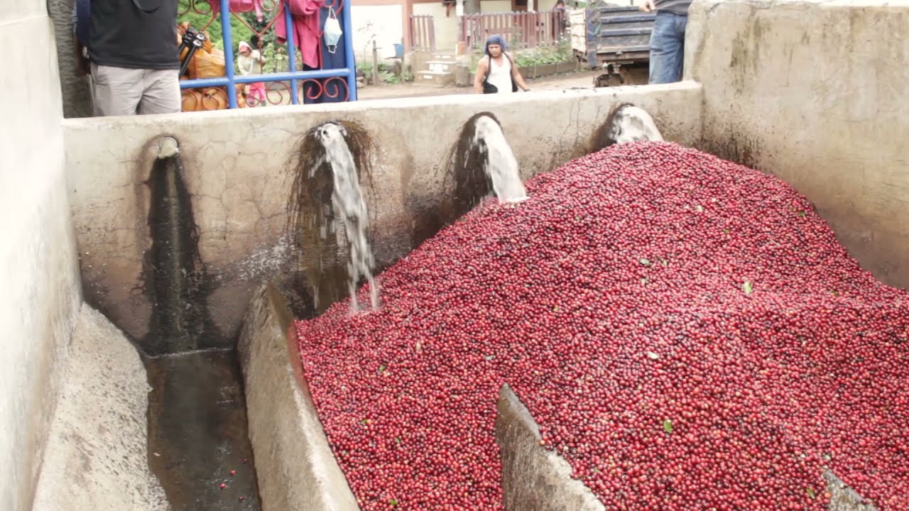Washed Coffee Process and Wet Mill in Nicaragua. EXPLAINED