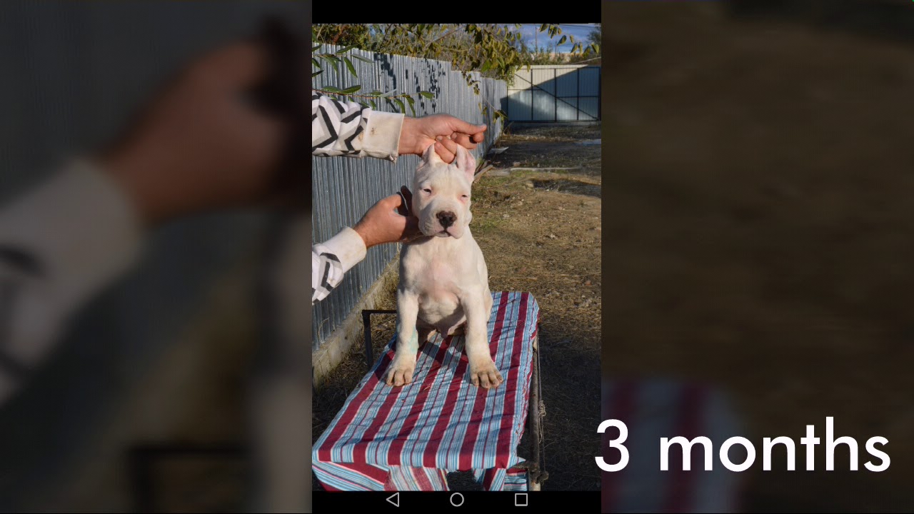 Growing up dogo argentino 3 weeks to 1 year. | THOR |