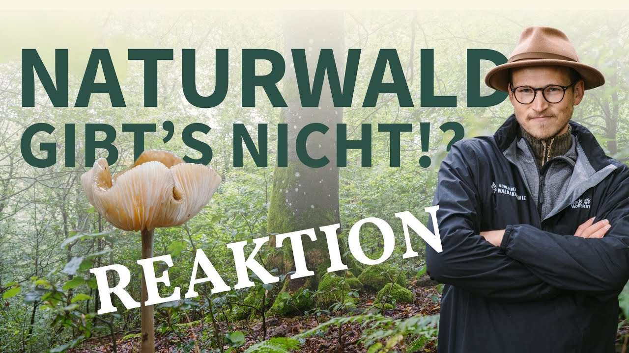 Naturwälder - Gibt es nicht?! Förster reagiert