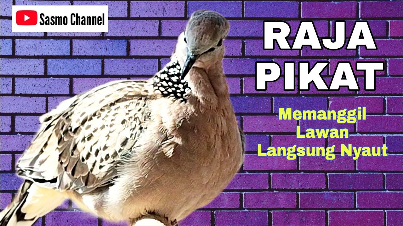 derkuku tekukur kuk 3 burung langka pembawa hoki