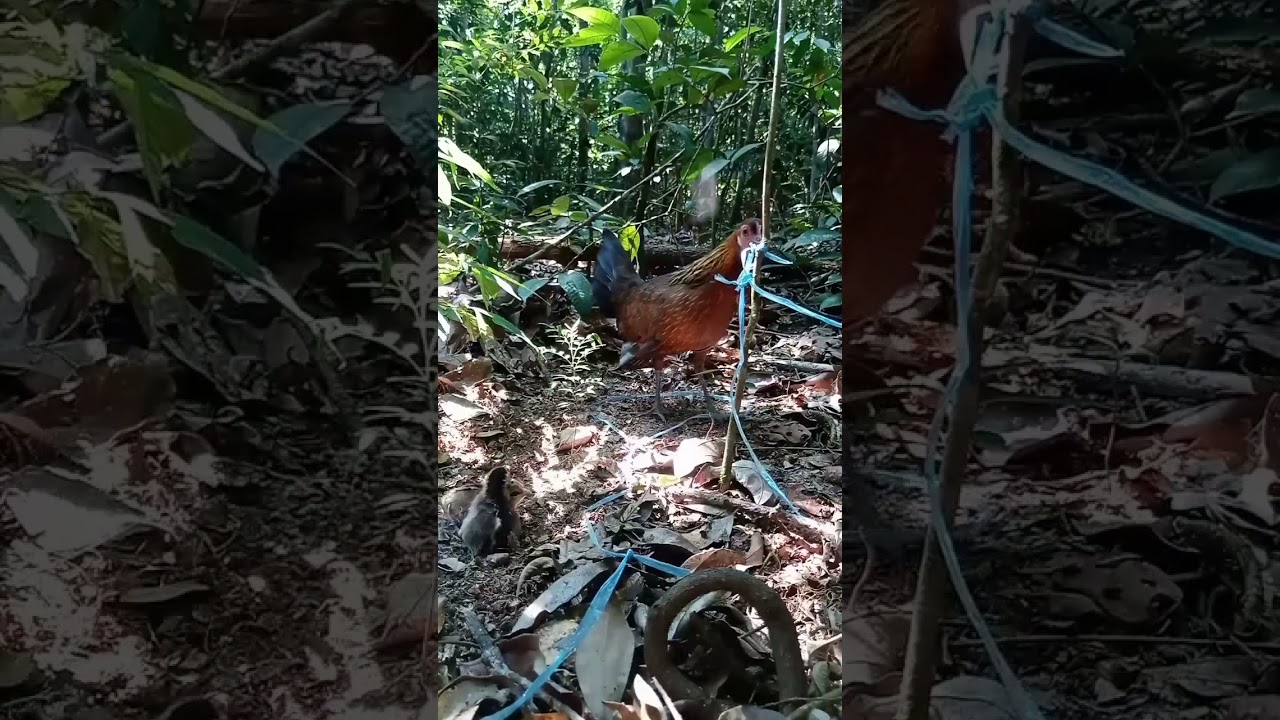 Menjebak Ayam Hutan Serasa Menjebak Ayam Kampung