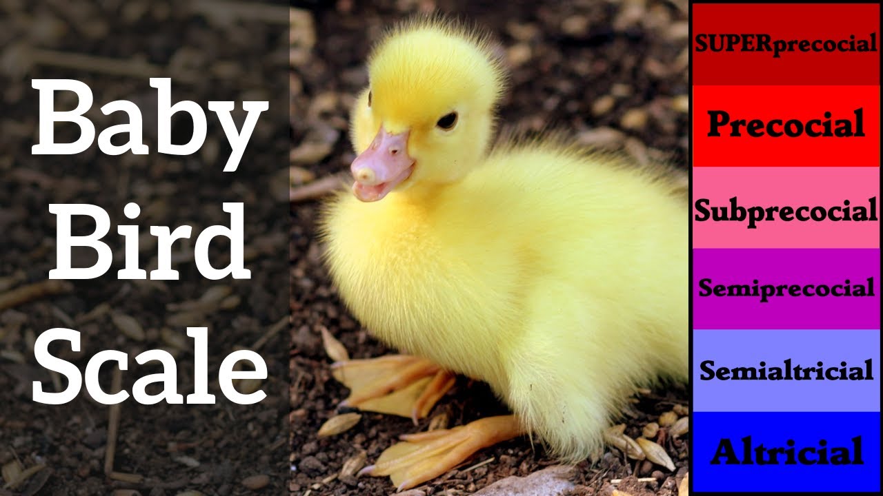 Baby Bird Scale - Altricial versus Precocial