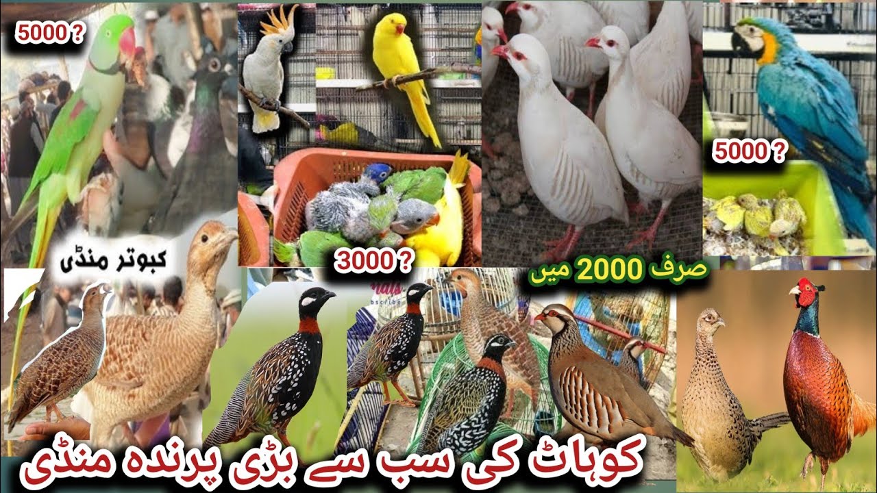 Birds Largest Market In Kohat New Updates 2025 | Part 2 | Pigeon price, Teeter price, Birds Market