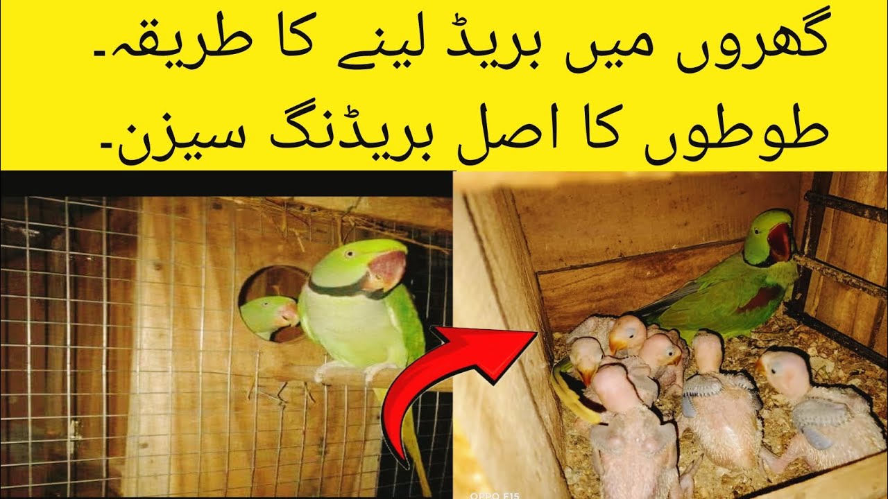 Breeding Tips For Ringneck | Breeding Tips For Alexandrine Parrots.