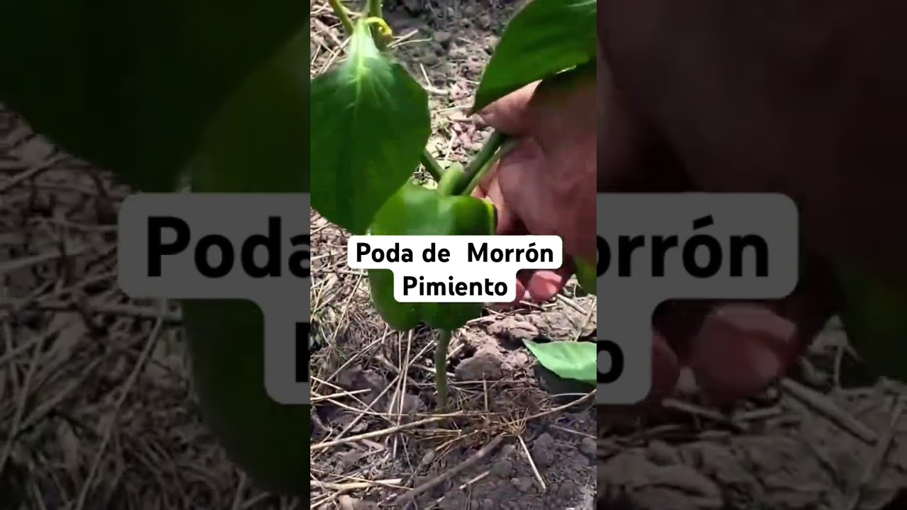 Poda de morron y pimiento 🫑 