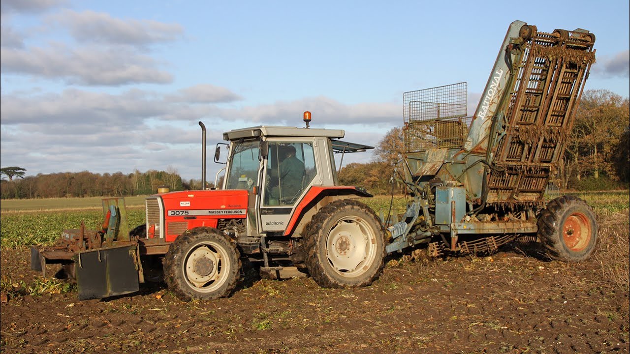Современная классическая уборка свёклы: Massey Ferguson 3075 и Rational Nova Hydro 2 для уборки к...
