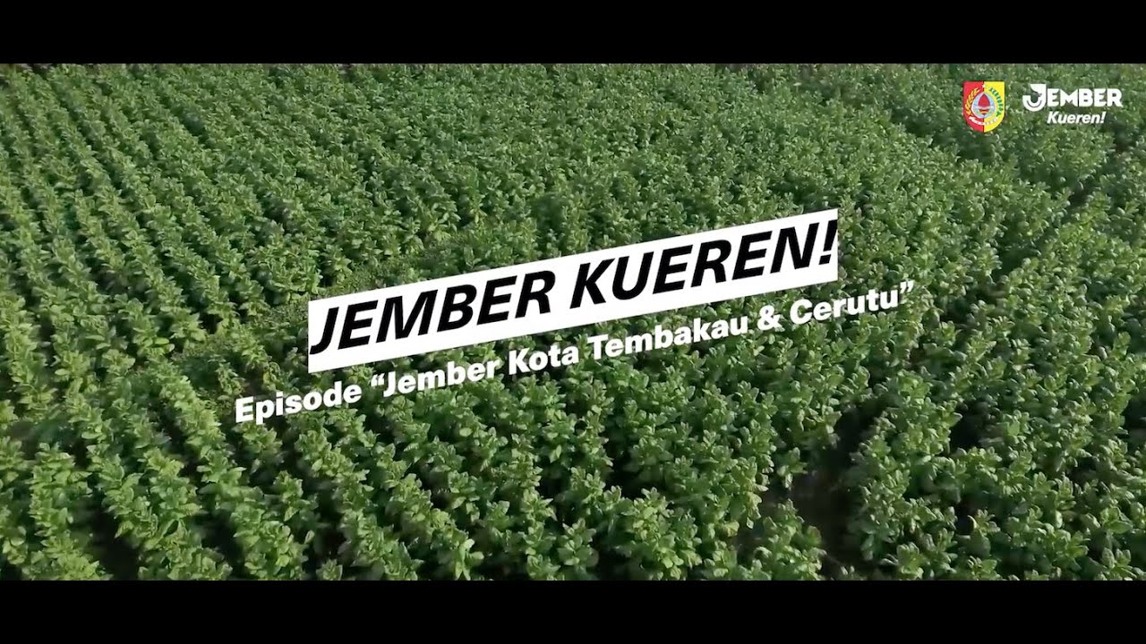 Jember Kota Tembakau & Cerutu I Jember Kueren!