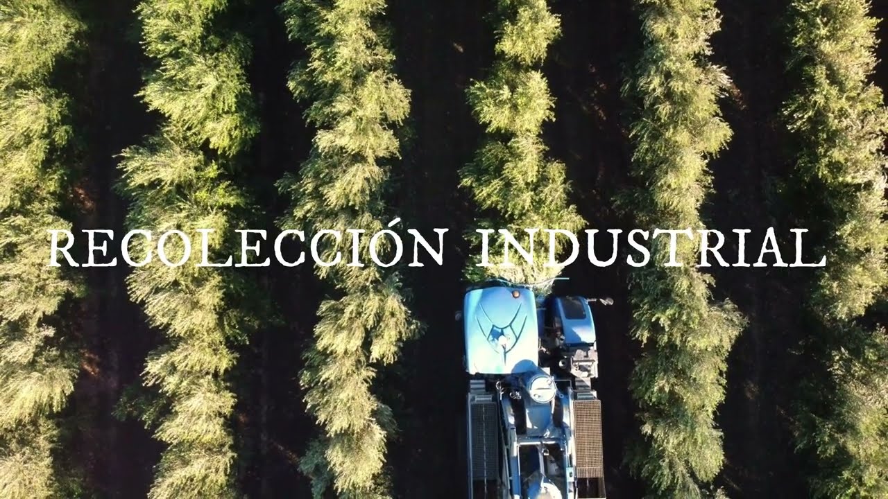 CULTIVO INTENSO OLIVA 4K