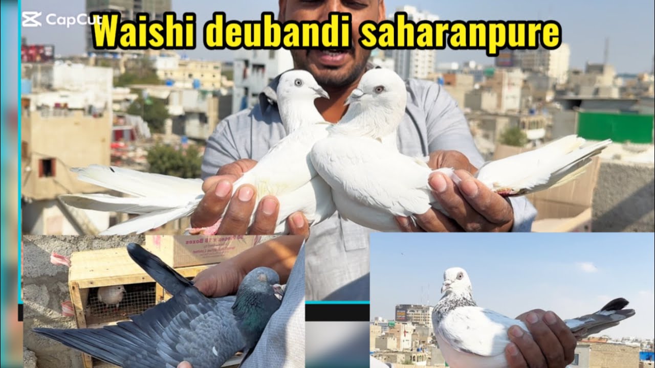 Indian sahranpure kabutar!!! Deubandi kabutarao ka shoq || chuchy kabutar || waishi ||