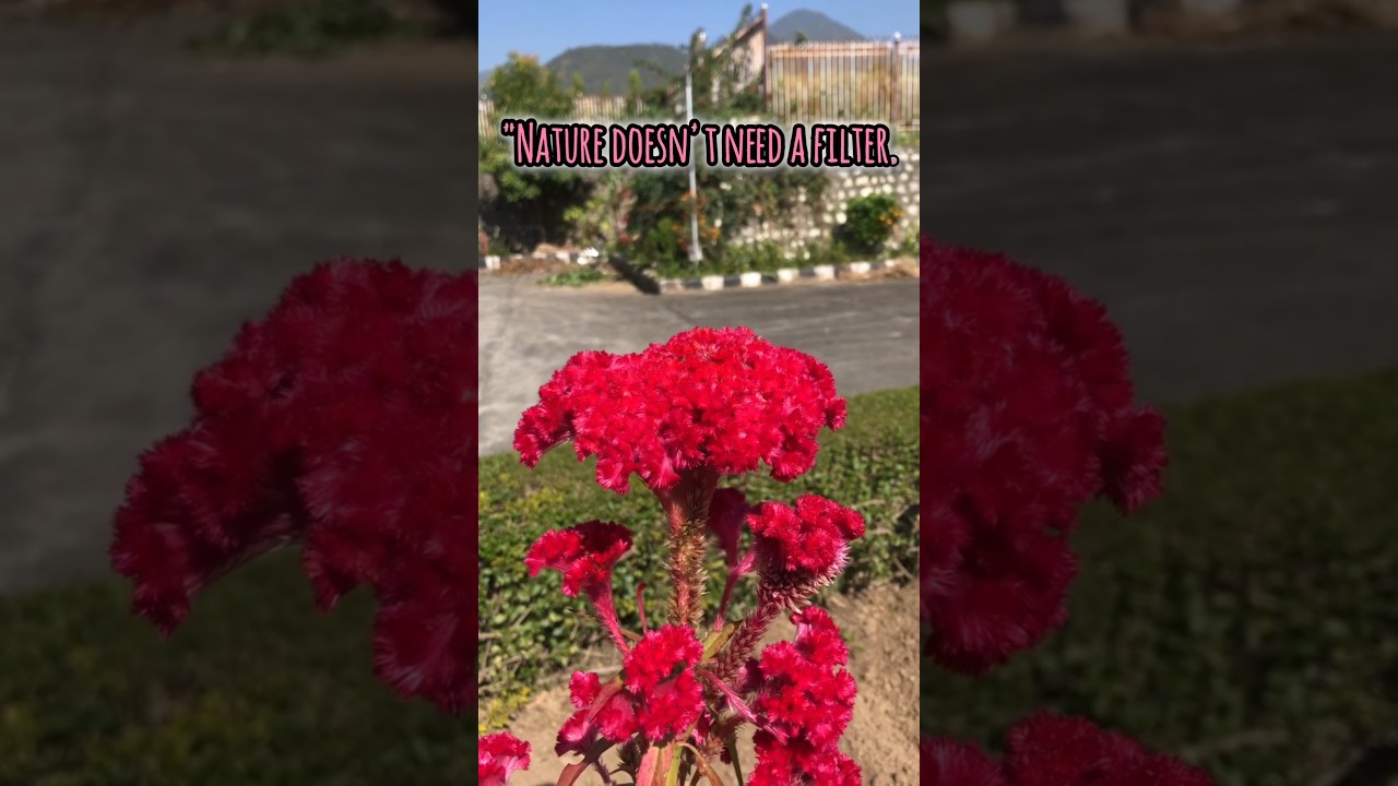 Nature's Beautiful Crown: The Cockscomb Flower! 🌺
