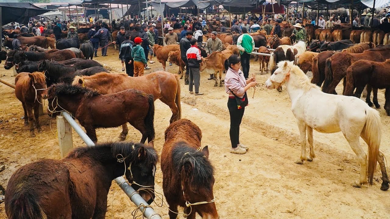 BACK IN TIME:60 days picking oranges on the hill,selling horses at the mountain market | Ban An Farm