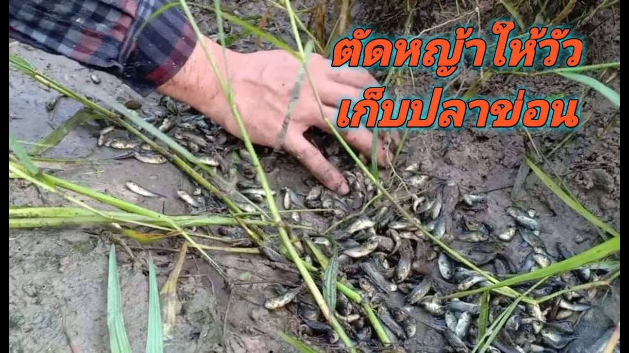 ตัดหญ้าให้วัว เก็บปลาข่อน เก็บลูกตะคร้อ/บ้านนาพาสุข ตอนที่ 1.