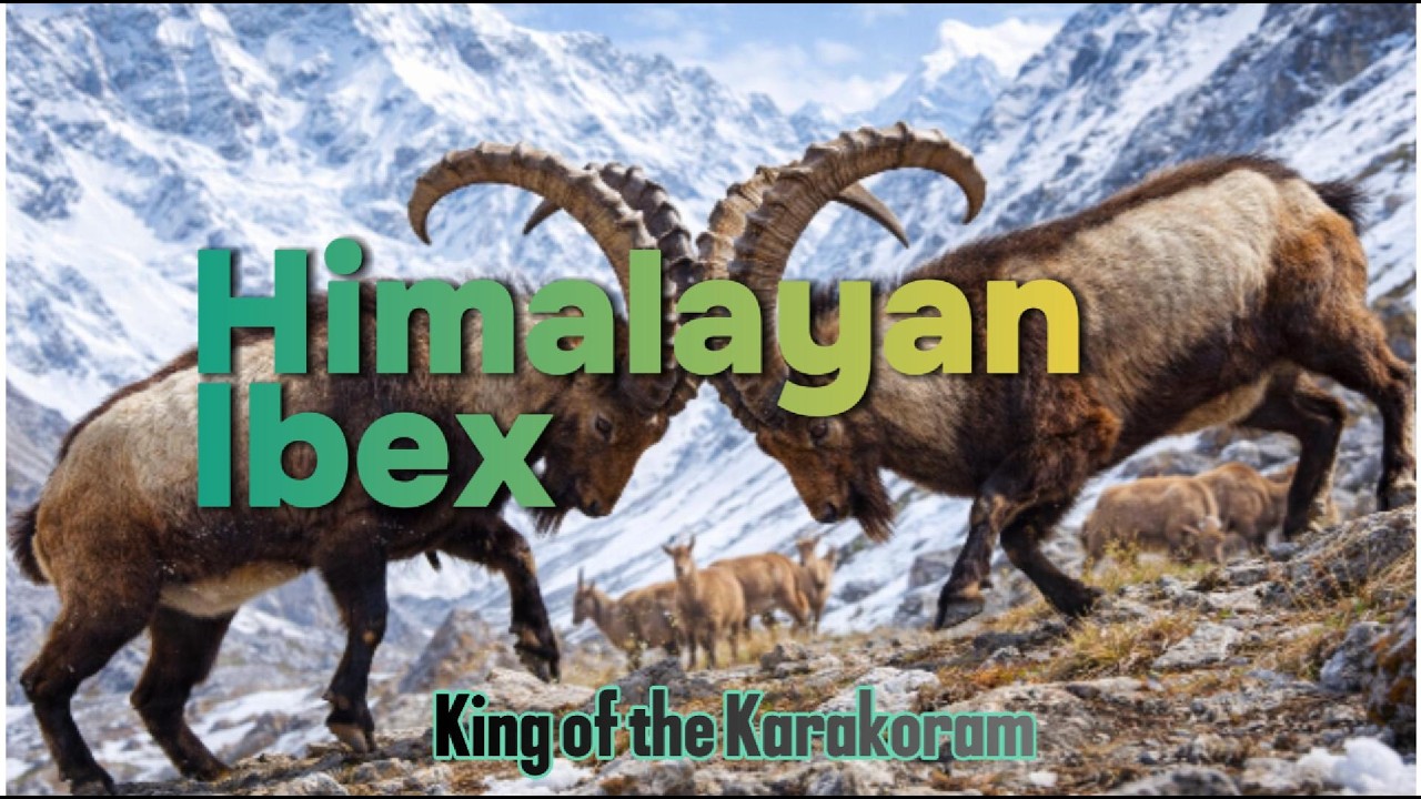 Himalayan Ibex of Khunjerab National Park | Pakistan’s Mountain Monarch