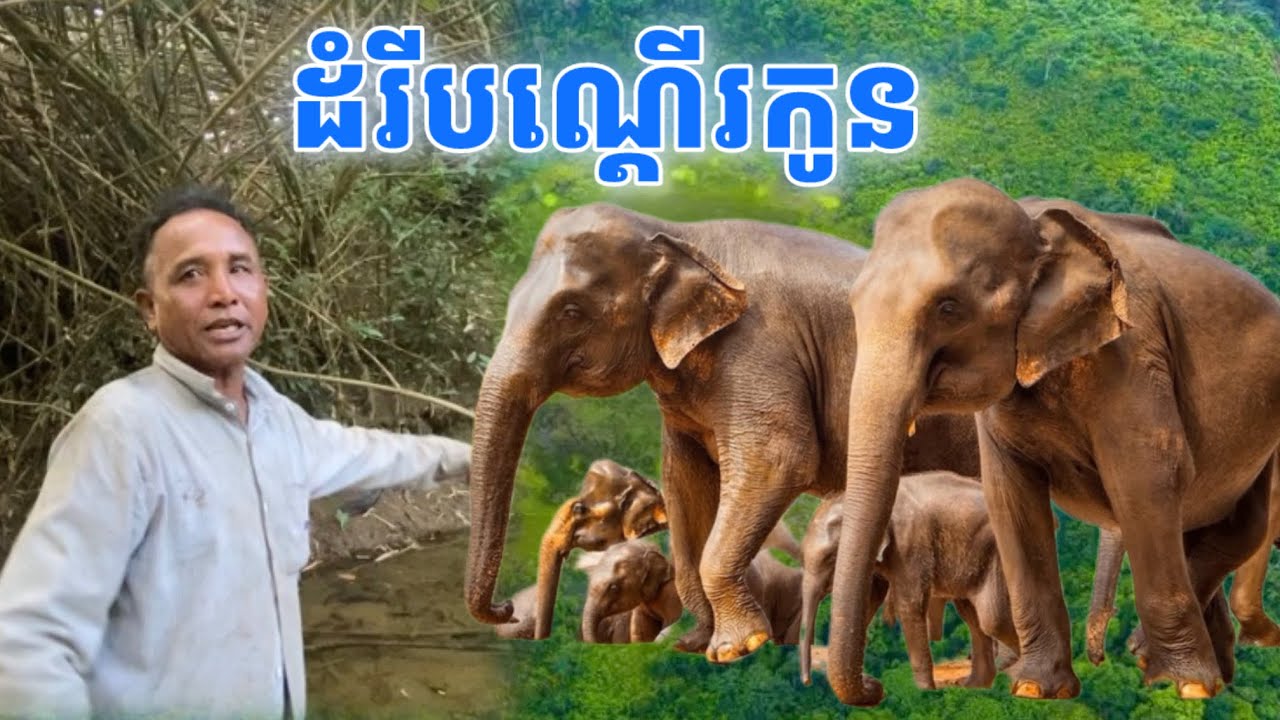 ដំរី​ បណ្ដេីរកូននៅលេីភ្នំខ្មោច​ ដេញចាប់ខ្ញុំបោក