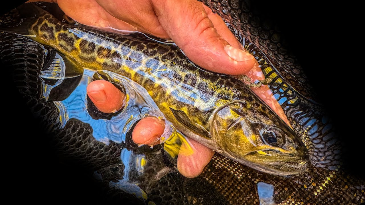 Wild TIGER Trout in the Hills of Connecticut (and What's the Deal with My Channel?!)