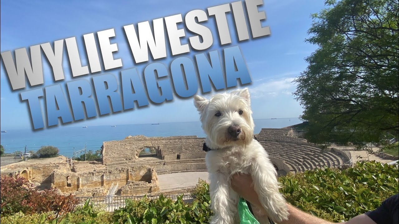 TRAVEL WITH A DOG : PET FRIENDLY TARRAGONA SPAIN