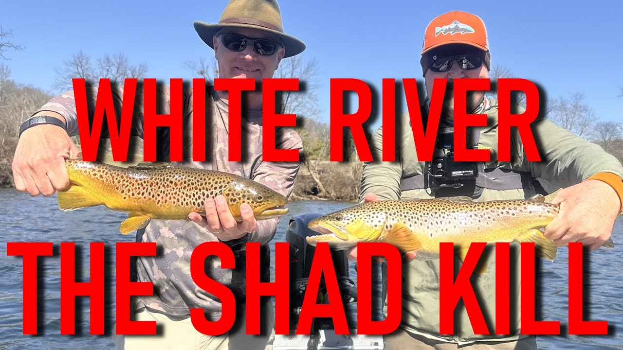 White River Trout Fishing The Shad Kill