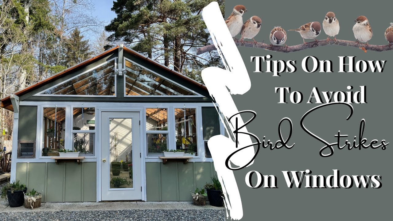 How To Prevent Birds From Hitting Your Windows | Bird Control Near Glass