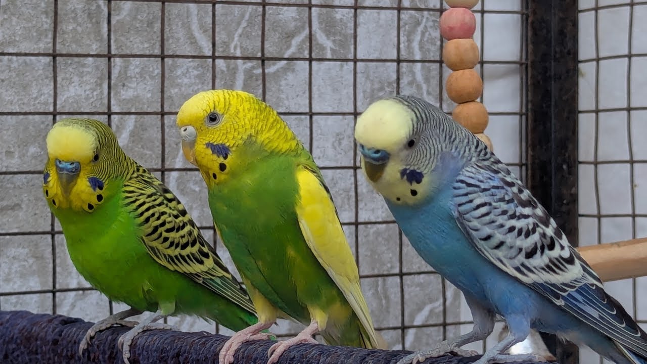 Happy Budgies Sounds Video 🎶 | Music for Budgies