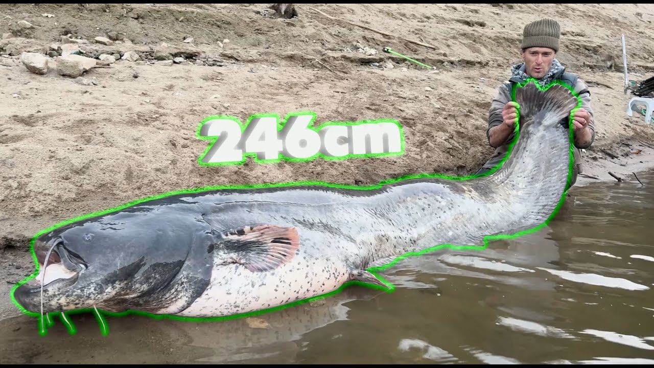 Поймали невероятно крупного сома с помощью надувной лодки.