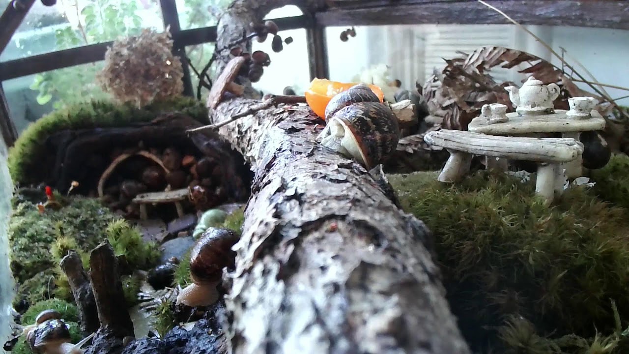 Live | Snail Home 🐌🌿 Cozy Terrarium • Slow Life