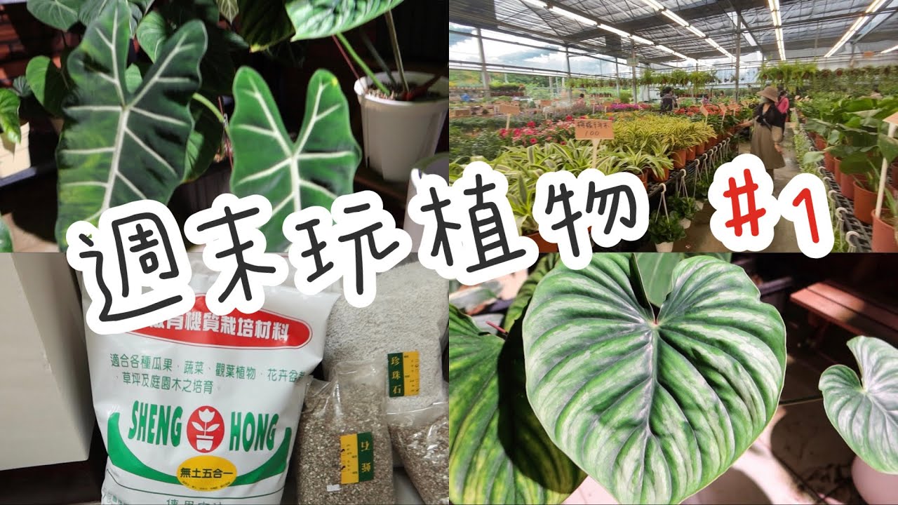 週末玩植物🍃1｜大溪花市｜聊西瓜普洛、絨葉觀音蓮｜幫普洛換盆｜扦插白泉黃金葛