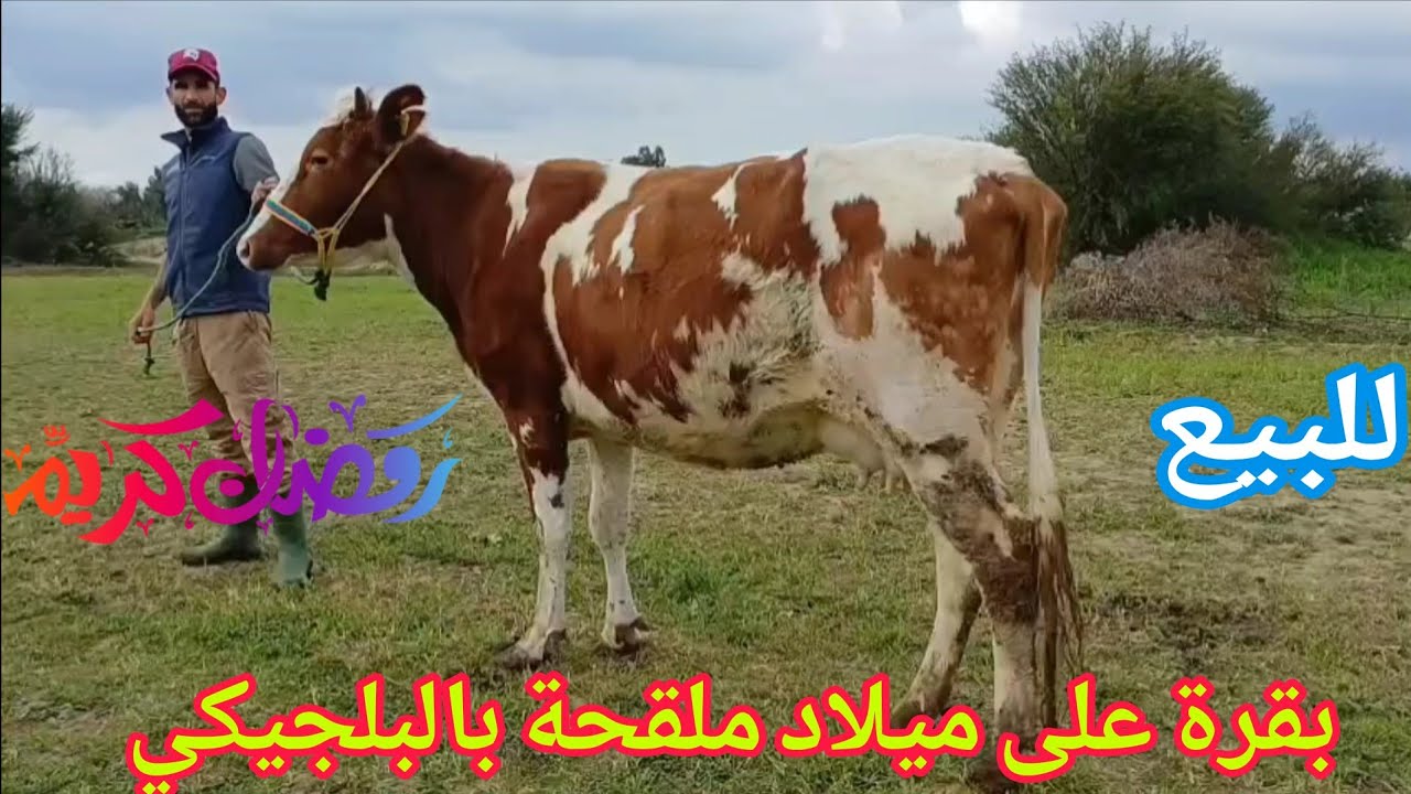 دائما الجديد💫 بقرة على ميلاد ملقحة بالبلجيكي🥇إتصل 06.15.86.28.07📞 ألو سي واليد نواحي الغرب🇲🇦