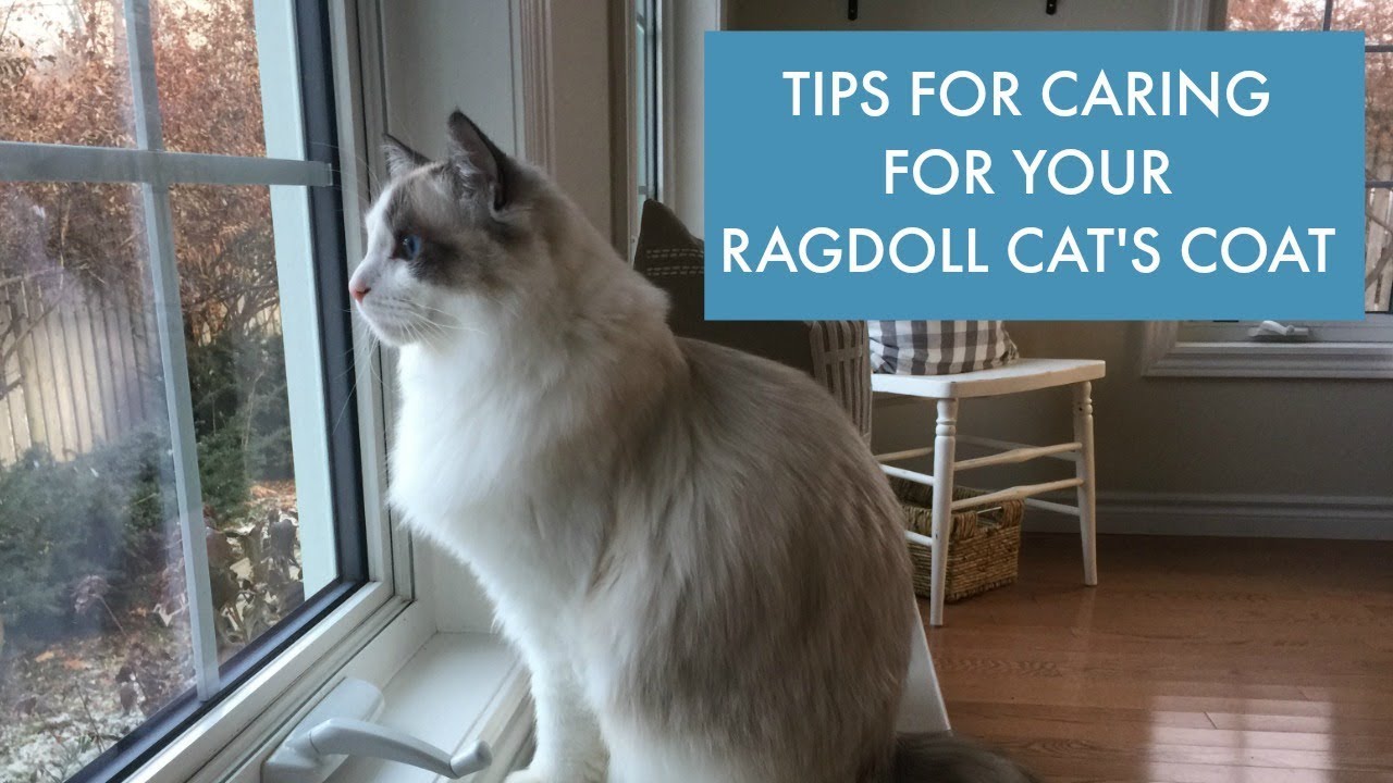 How to Care For Your Ragdoll Cat's Coat