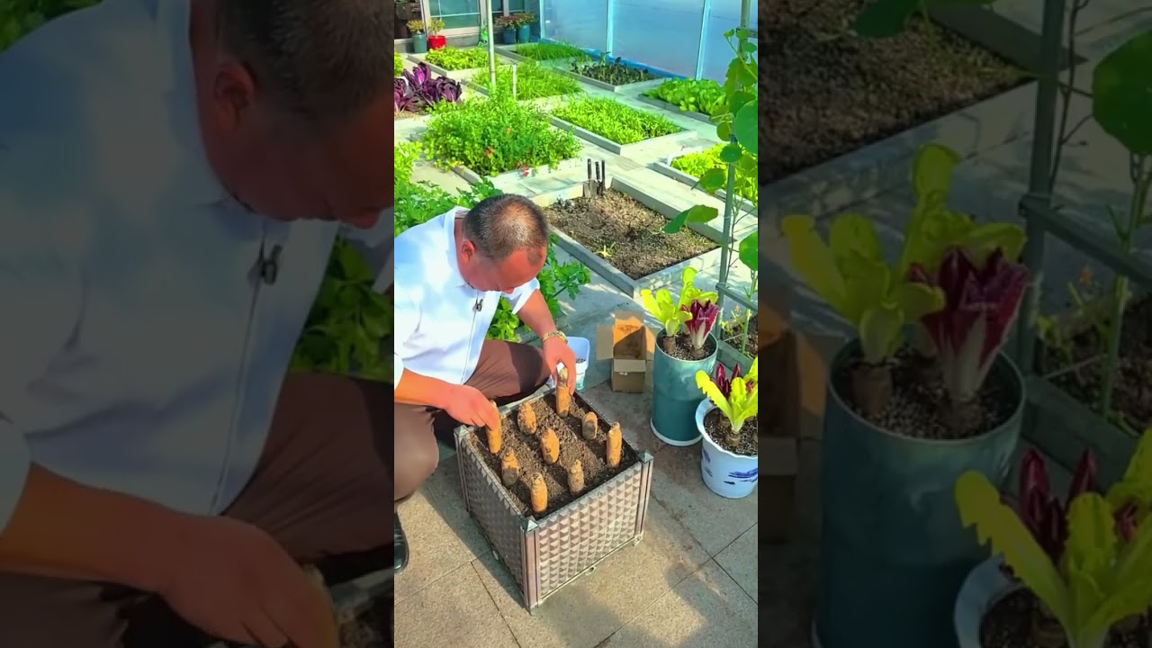 How Belgian endive is grown from chicory roots #plants #shorts