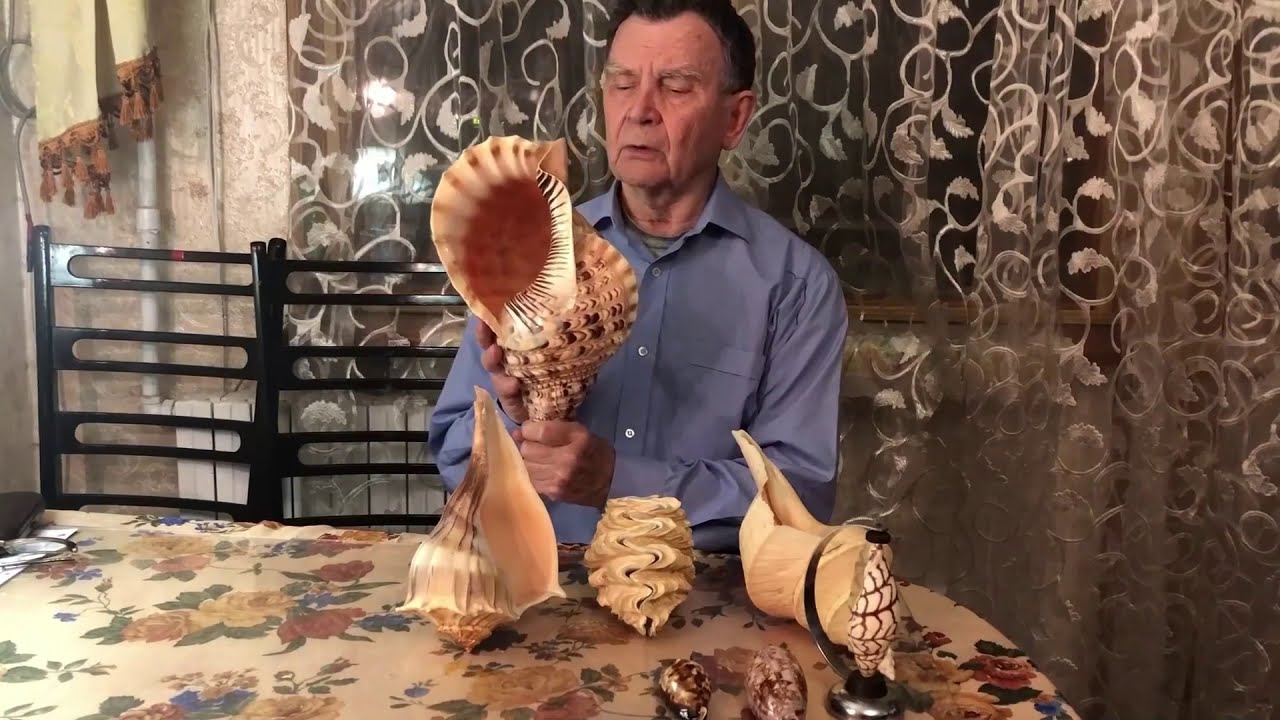 Интервью у Капитана коллекционера морских раковин II часть.