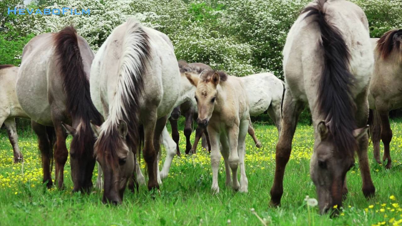 Konik Paarden in de Stille kern Horsterwold.