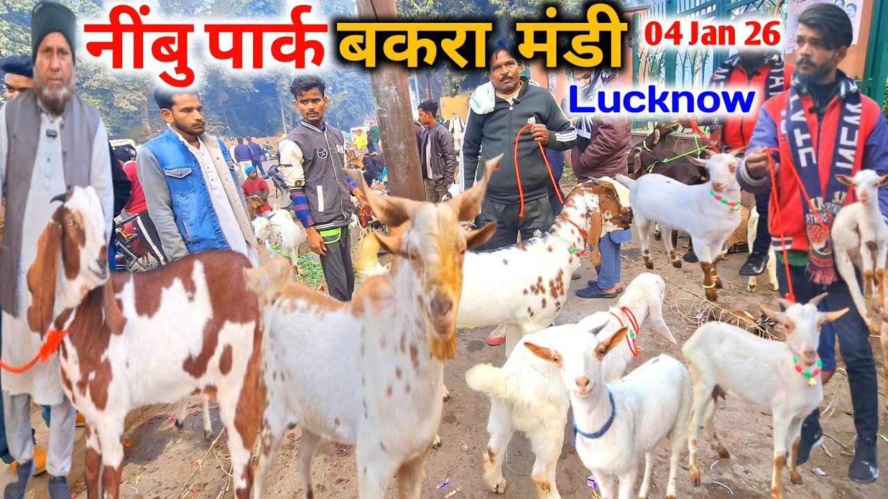 लखनऊ नींबु पार्क की बकरा मंडी |04 Jan 26 |Sunday Nimbu Park Bakra mandi Lucknow up live Update 
