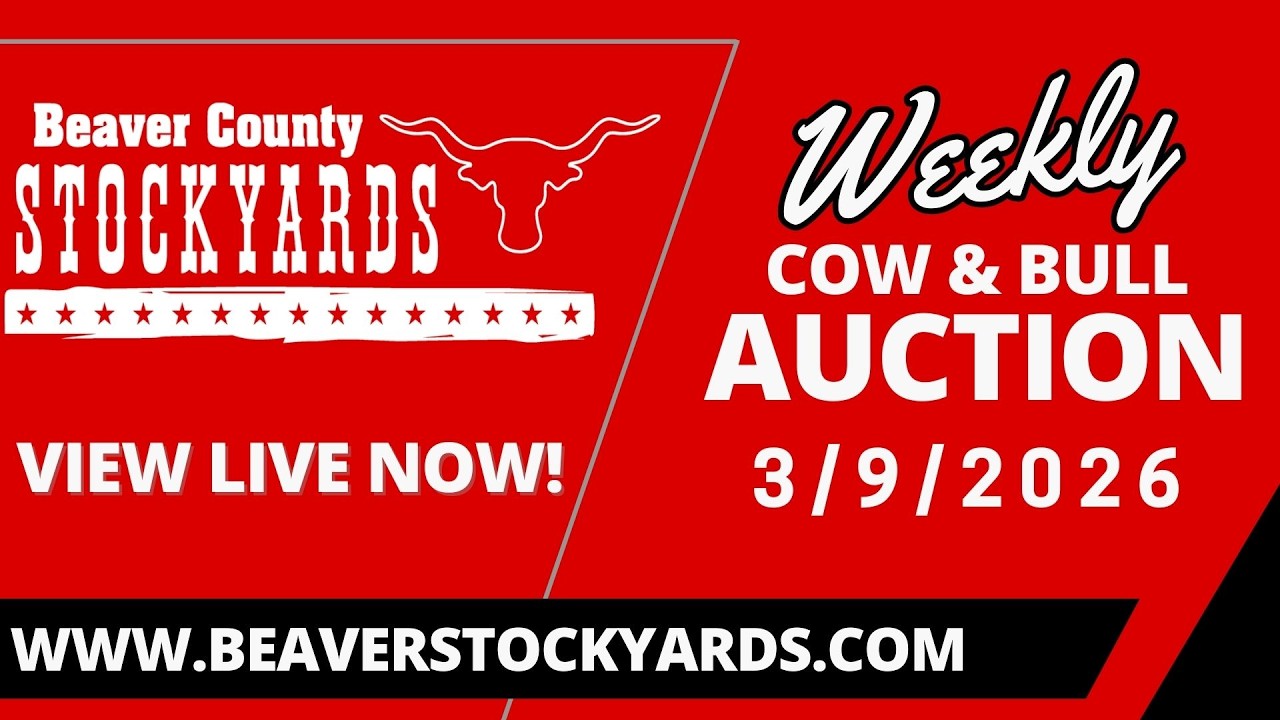 3/9/2026 - Cow & Bull Auction- Beaver County Stockyards