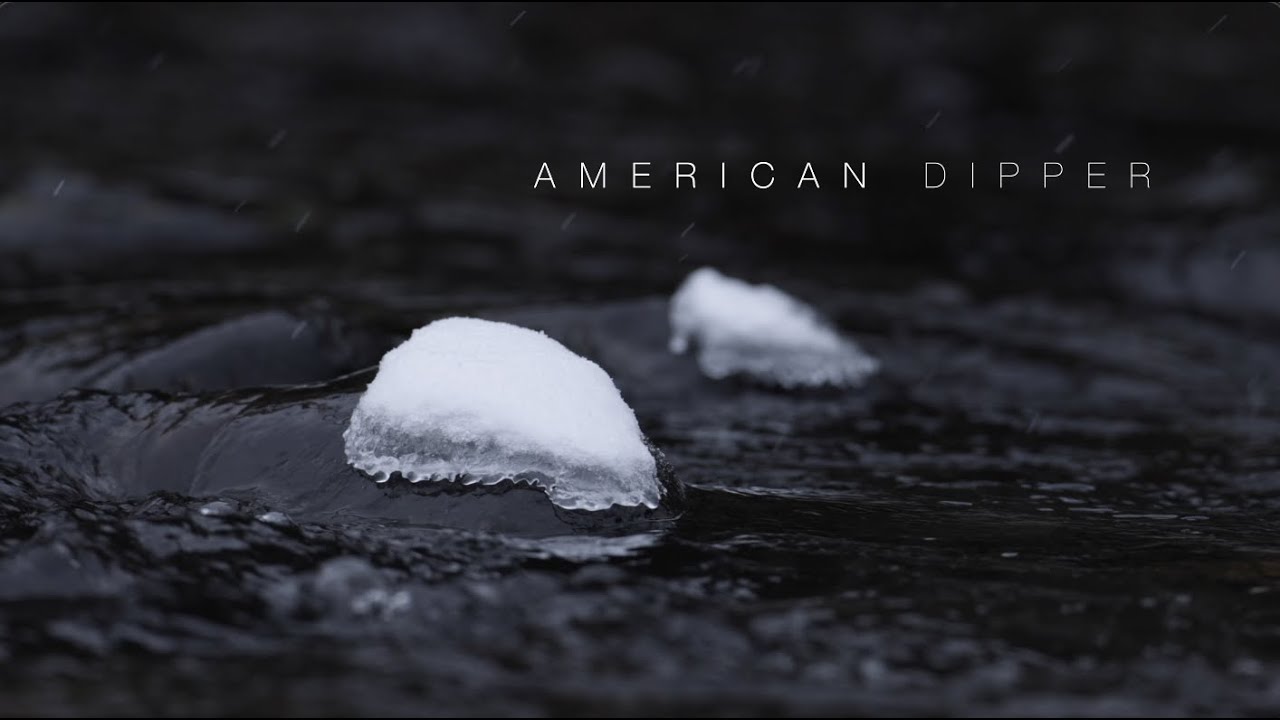 American Dipper - Winter | 4k
