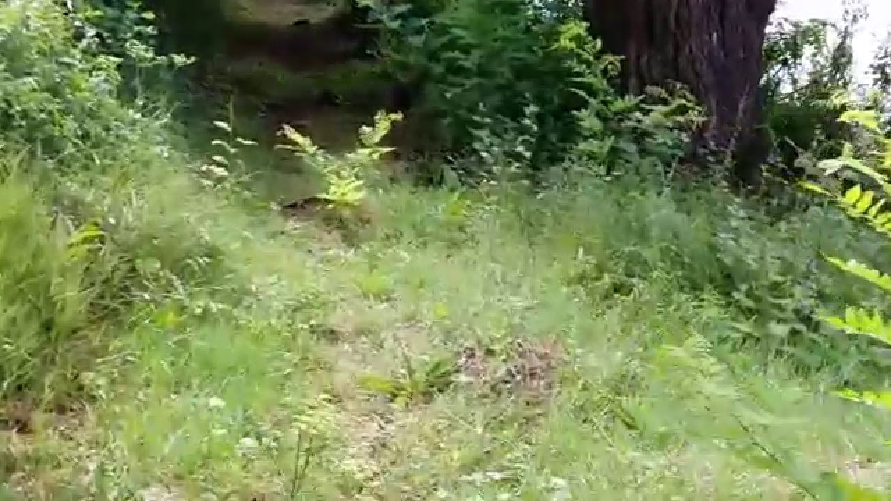 Rameno malého dunaja(starý les pri Čiernej Vode)