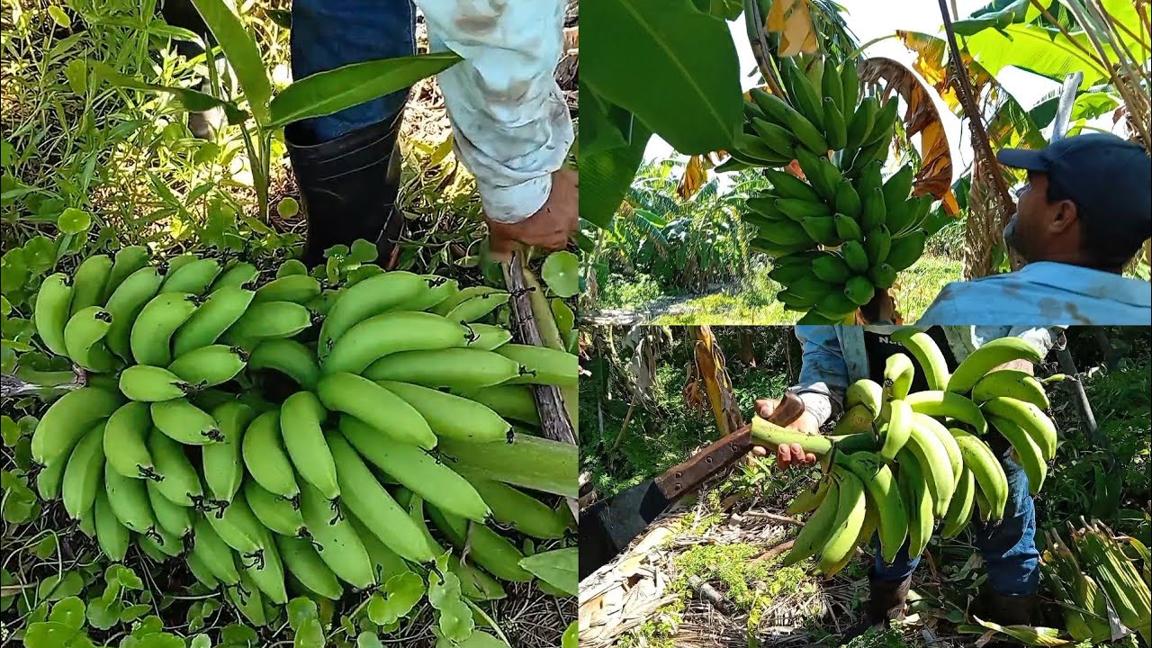 COLHEMOS ALGUMAS VARIEDADES DE BANANAS , JASMIN, CHIFRE DE BOI, E ANÃ