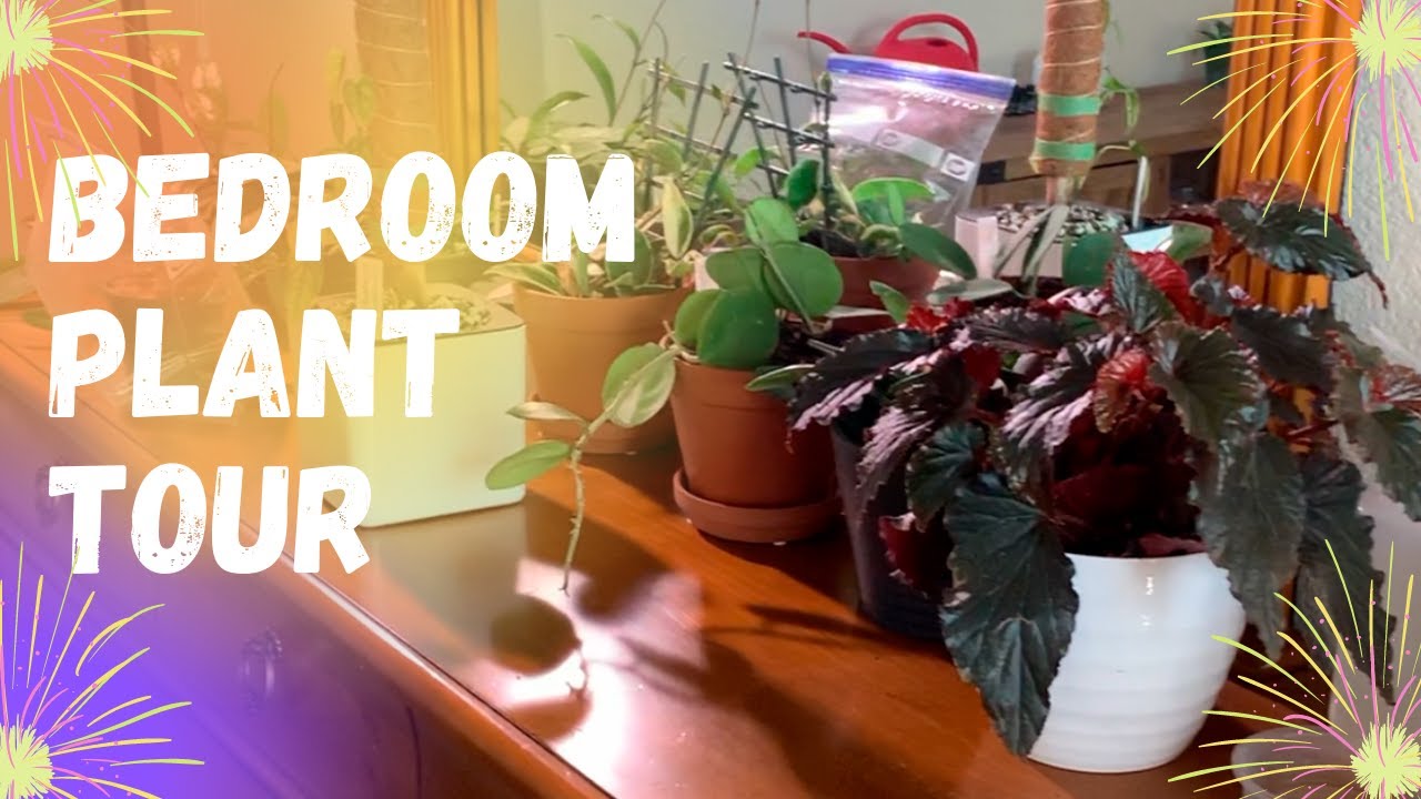 Bedroom Plant Tour/Plant Tour/Plants in my Bedroom