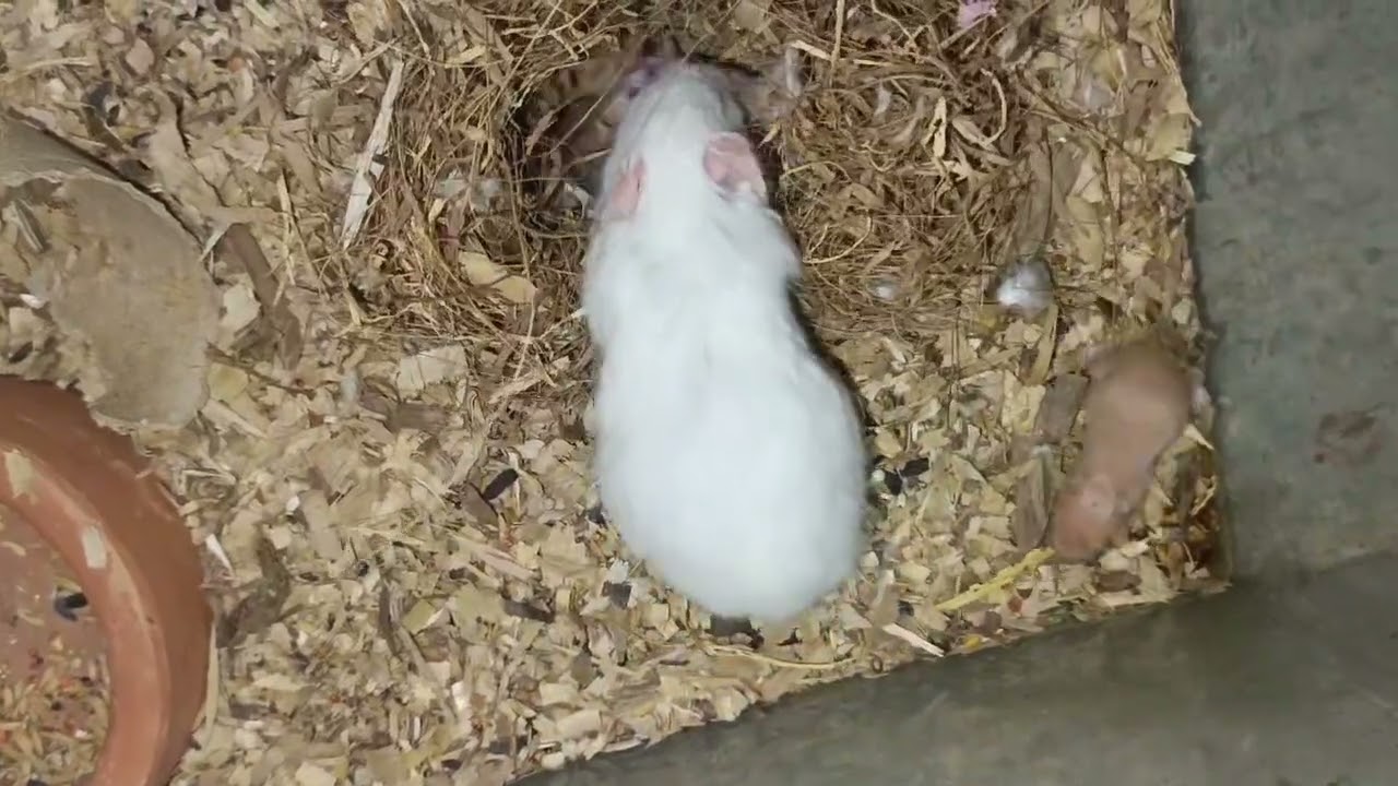 The Great Hamster Relocation Project Mission Impossible 🐹 