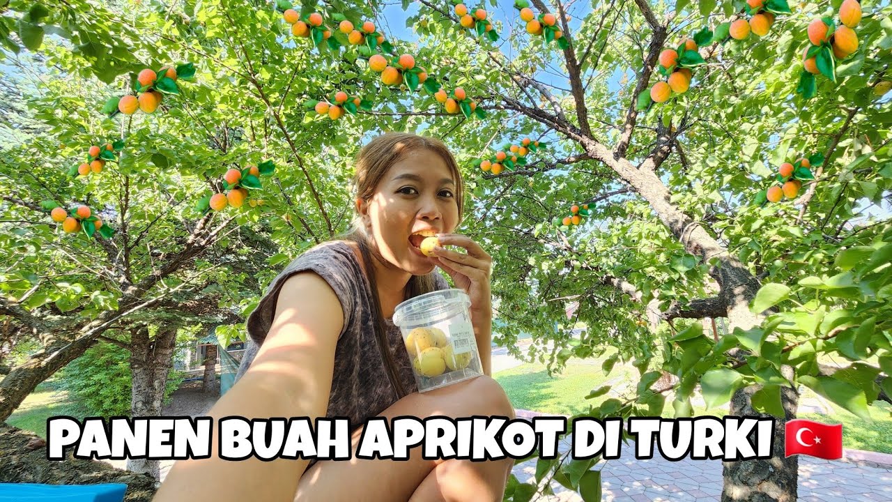 PANEN BUAH APRIKOT DI TURKI🇹🇷
