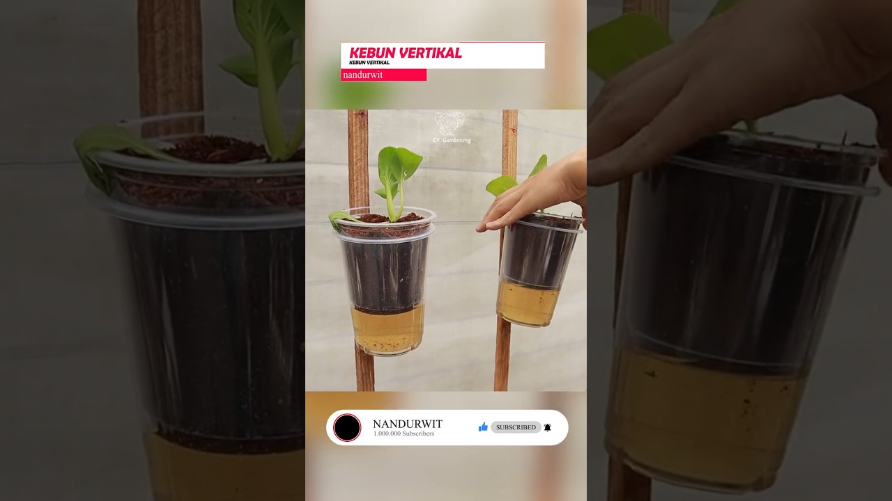 Cara Membuat Taman Sayur Vertikal Sederhana dengan Gelas Plastik dan Hidroponik #nandurwit
