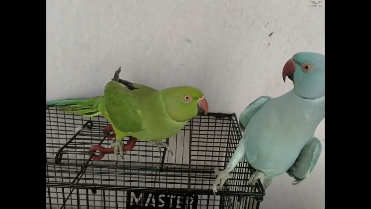 Parrot playing with other female parrots