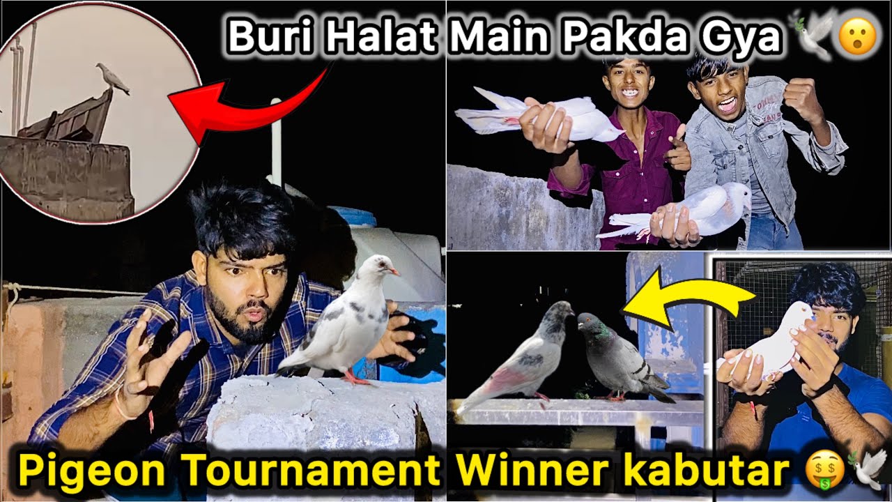 Bazi Jeet Kar Ghar Vapas Aaya kabutar 🥳 || Pigeon Competition Winner Kabutar Pakd Liya 🤑🕊️