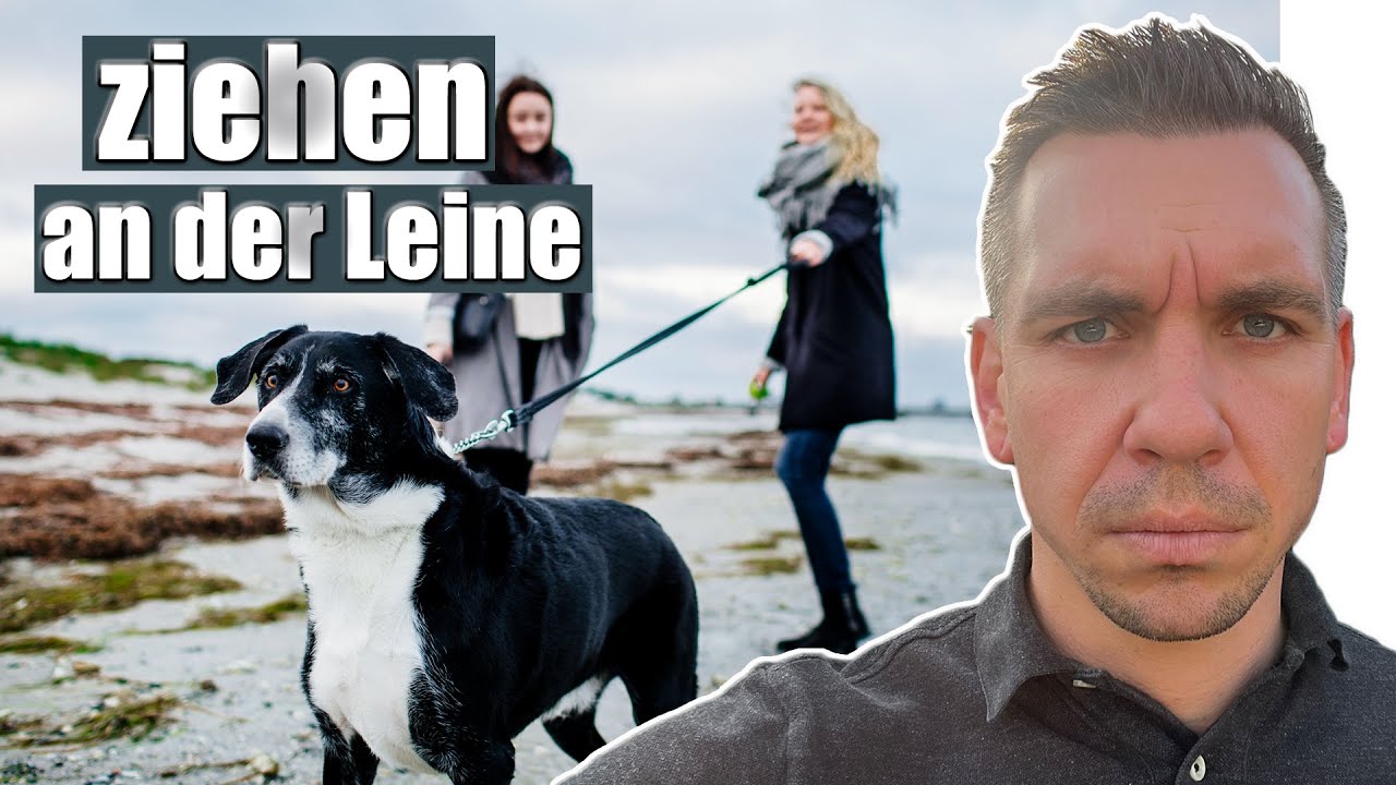 Leinenf&uuml;hrigkeit - welche Methode ist die Richtige?