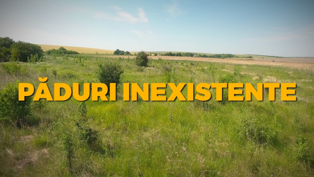 НЕСУЩЕСТВУЮЩИЕ ЛЕСА. В поисках деревьев, которые НЕ выросли